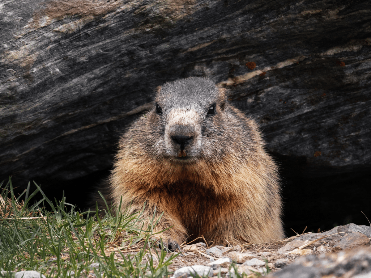 groundhog-in-the-wild